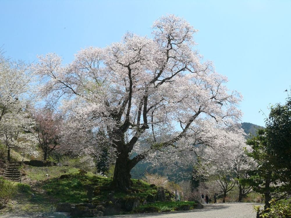 Cherry blossoms at Zenshoji Temple