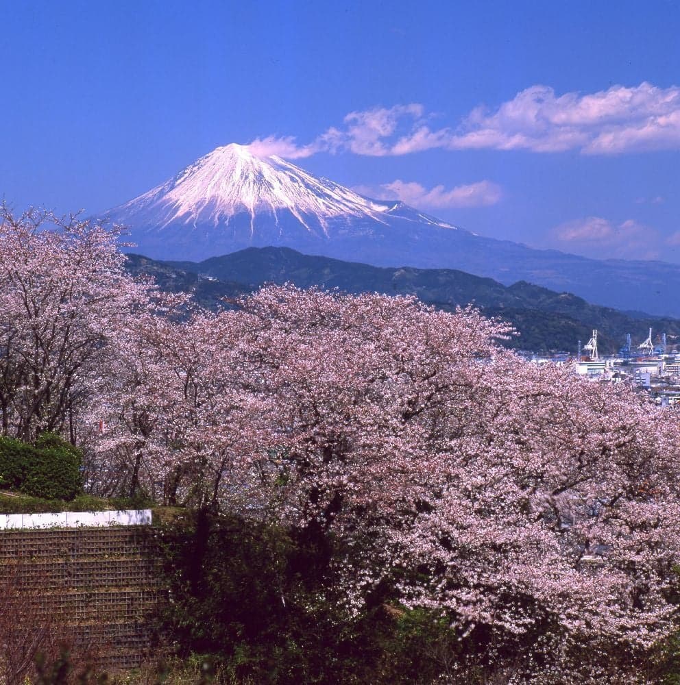 Cherry blossoms at Shimizu Funakoshi Tsutsumi Park (Funakoshi Tsutsumi Park)