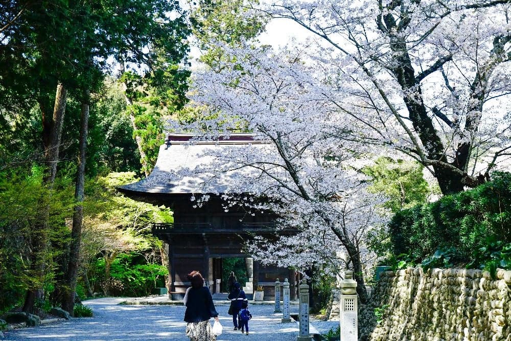 Cherry blossoms at Sonei-ji Temple of Mt.