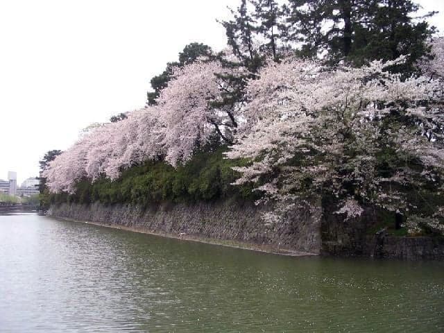 Cherry blossoms at Sunpu Castle Park