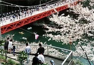 Cherry blossoms at Sakurabuchi Park