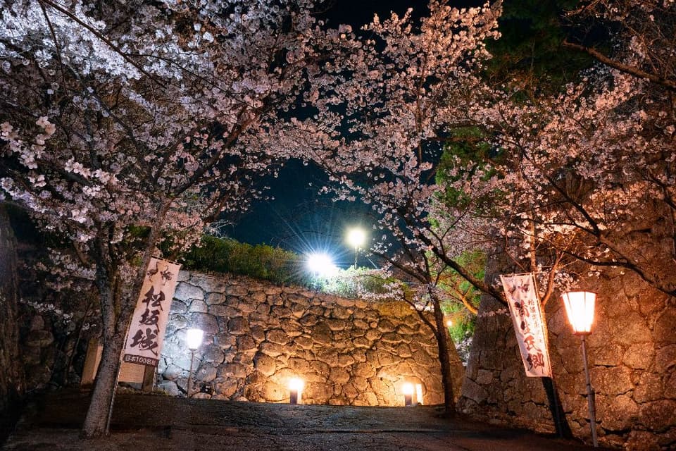 松坂城跡（松阪公園）の桜