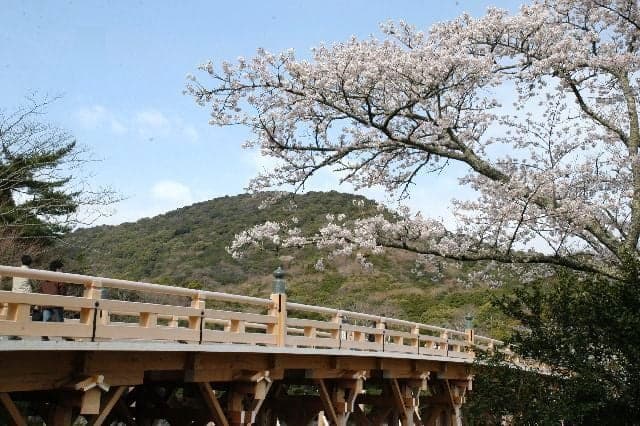 伊勢神宮内宮神苑の桜