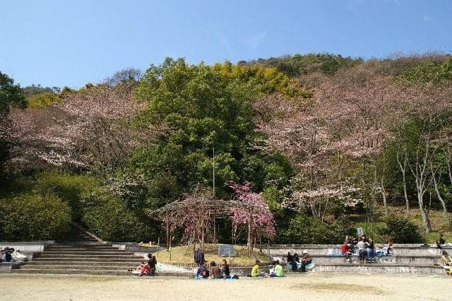 Cherry blossoms at Yawata Park