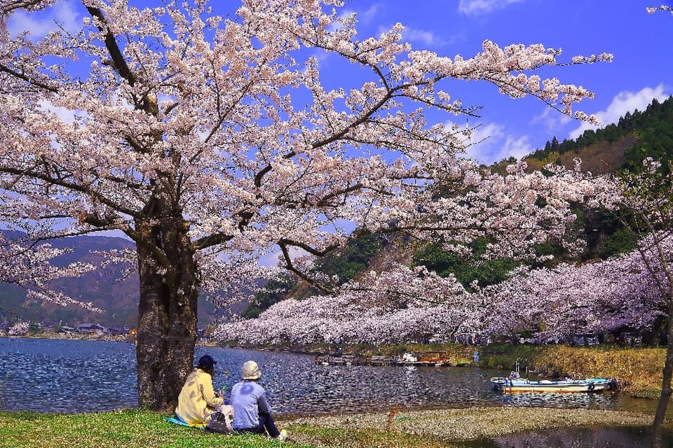 Cherry blossoms in Kaizu Osaki