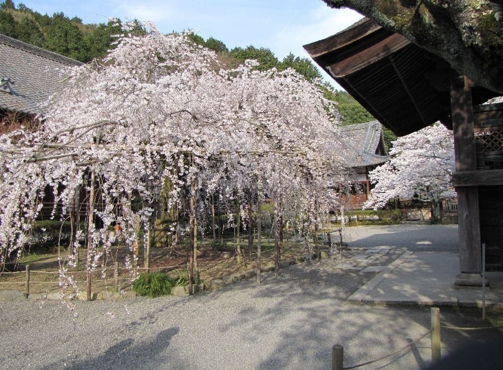 Cherry blossoms in Bishamondo