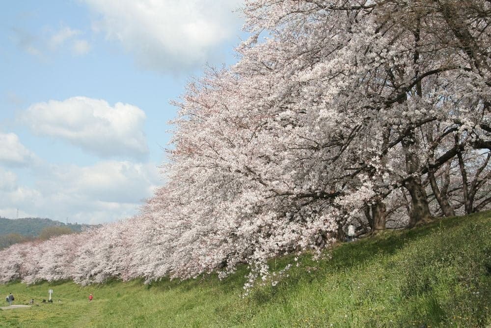 Cherry blossoms in Yodogawa River Park back split embankment area