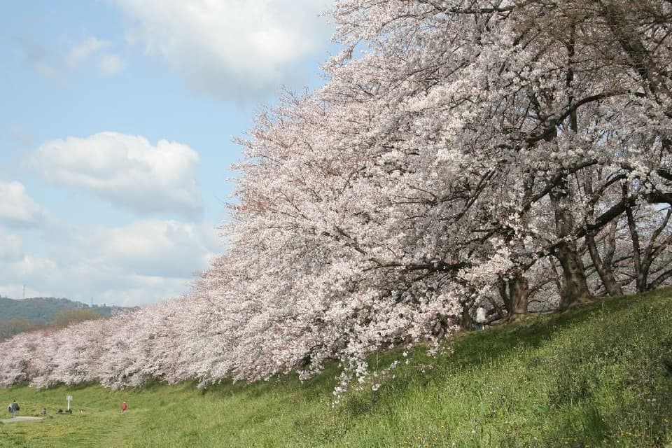 Cherry blossoms in Yodogawa River Park back split embankment area