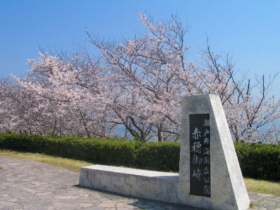 Cherry blossoms in Ako Misaki