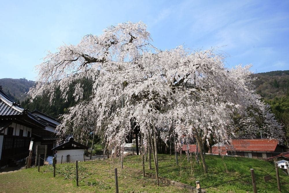 Weeping cherry blossoms at Unji Temple, Thailand