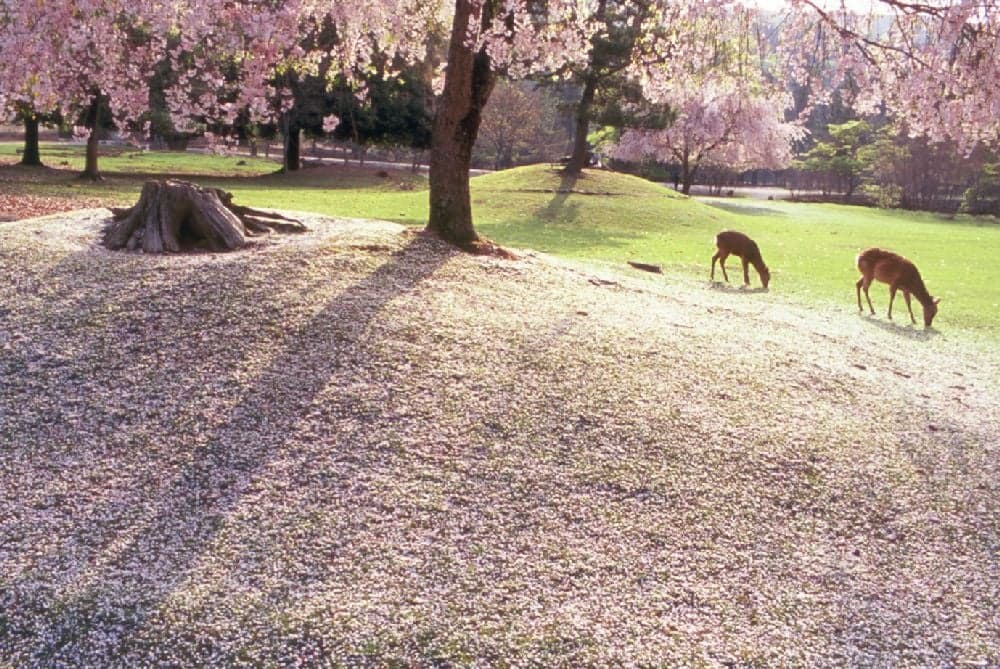 奈良公園の桜