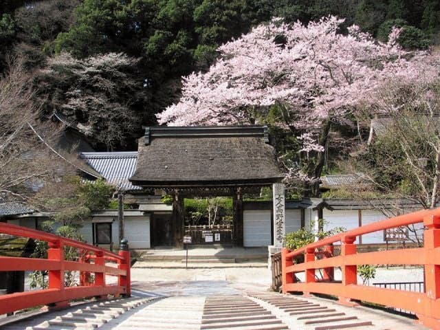 Cherry blossoms at Muro-ji Temple