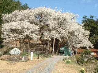 三隅大平桜