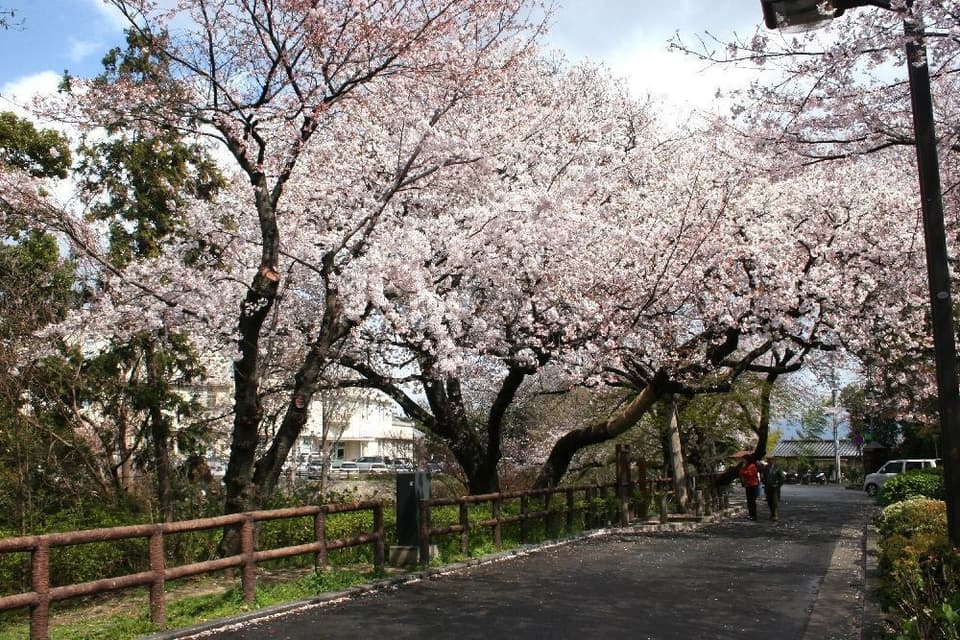Cherry blossoms at Ebayama Park