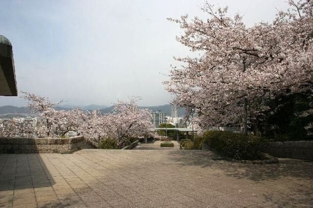 Cherry blossoms at Hijiyama Park