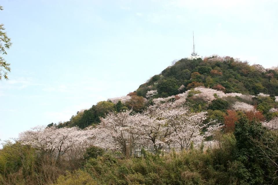 Cherry blossoms in the Golden Mountain Green Space