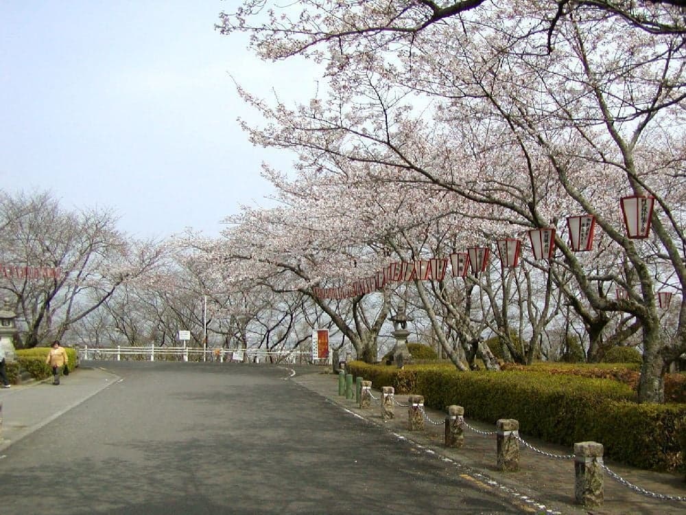 西部公園の桜