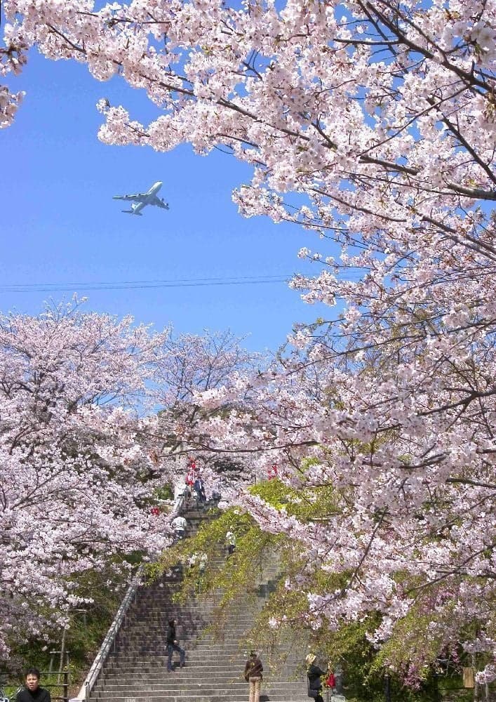 Cherry blossoms in Nishi Park