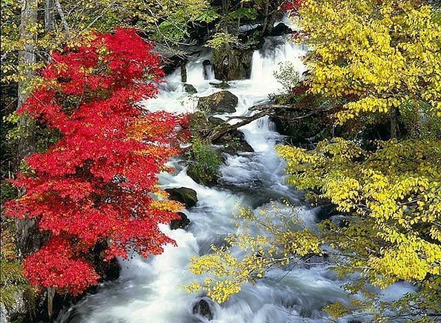 Autumn leaves in Akan