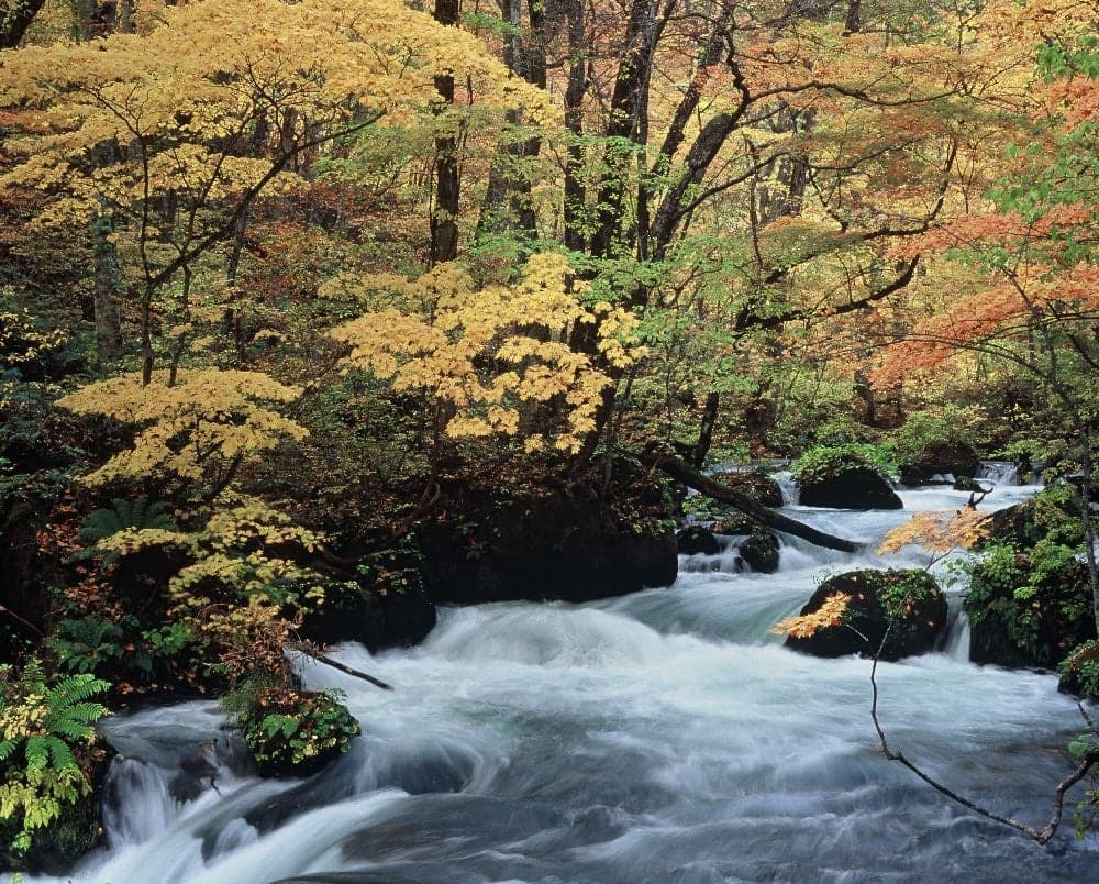 Autumn leaves of Oirase Keiryu
