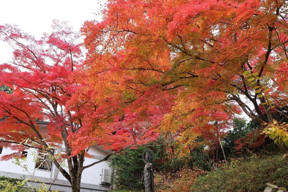Autumn leaves in Chuson-ji Temple