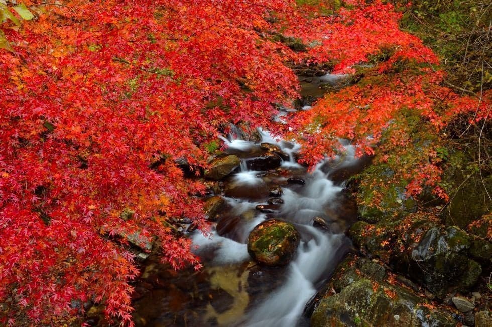 Autumn leaves in Hanazono Valley