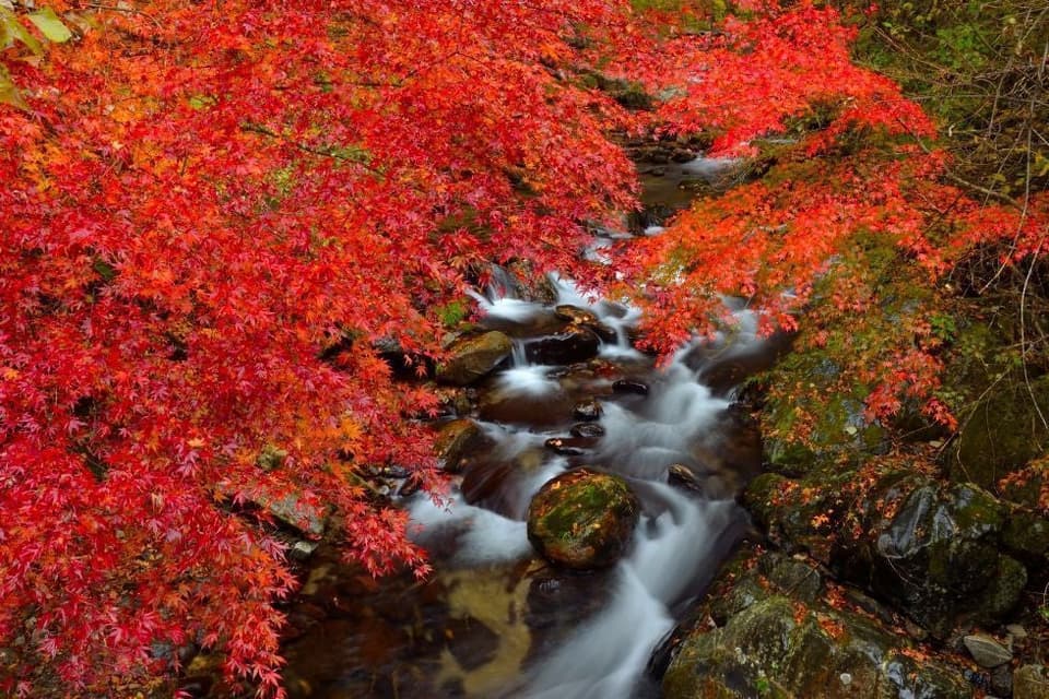 Autumn leaves in Hanazono Valley