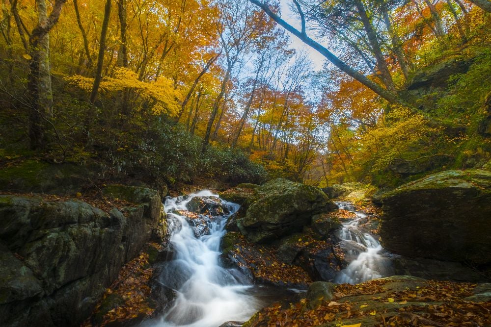 Autumn leaves in Sarugajo Valley