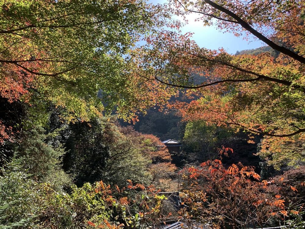 Autumn leaves at Gyodosan Join-ji Temple