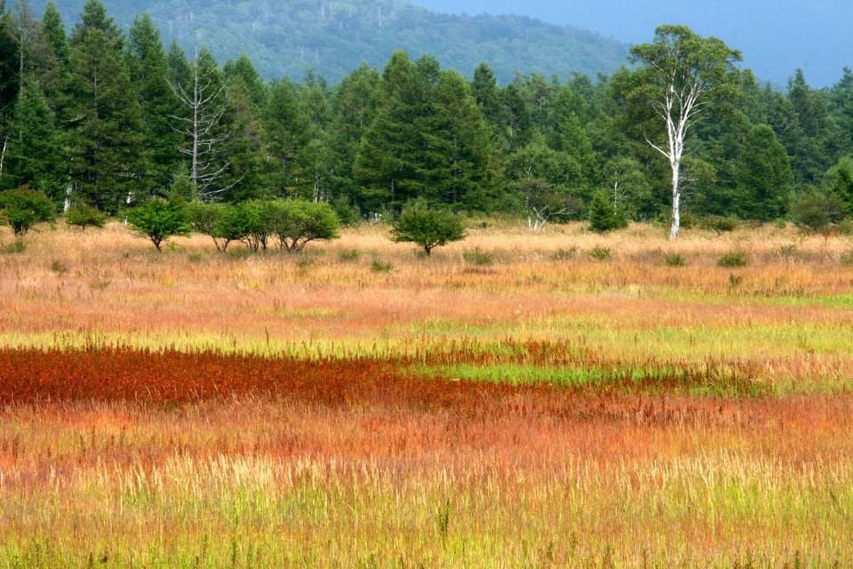 日光（戦場ヶ原）の紅葉
