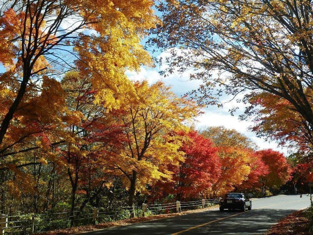 Autumn leaves on the Nichien Momiji Line