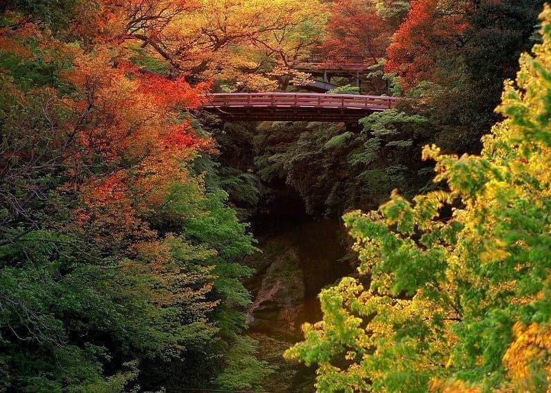 Autumn leaves of the scenic spot Saruhashi