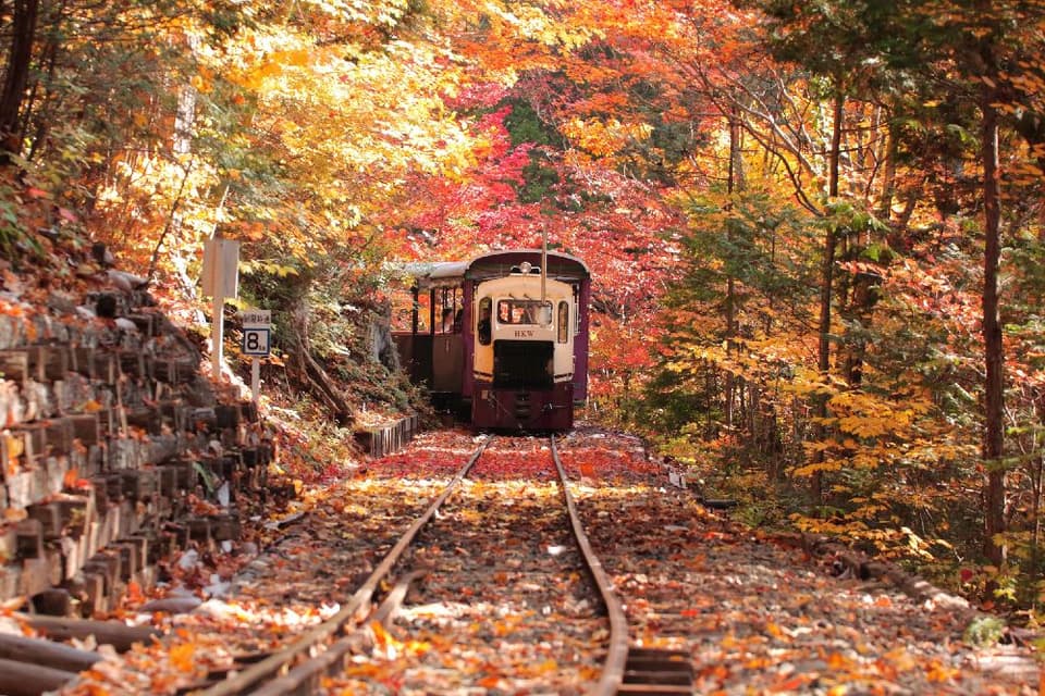 赤沢自然休養林