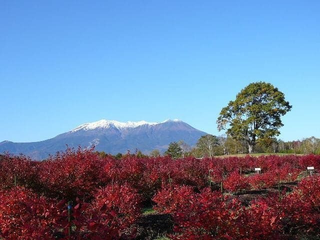開田高原の紅葉