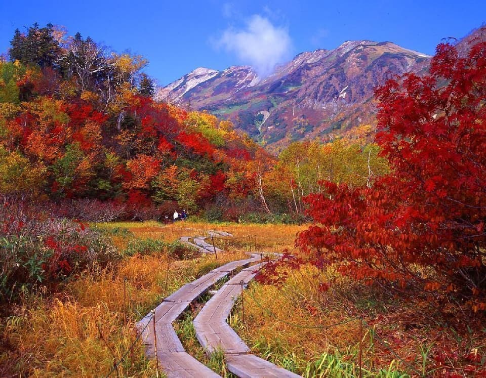 Autumn leaves of Tsugaike Nature Park