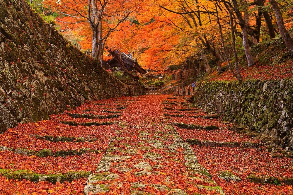 湖東三山　百済寺（国史跡）の紅葉