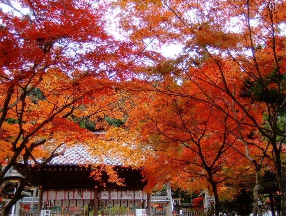 Autumn leaves of Hoeyama-jinja Shrine