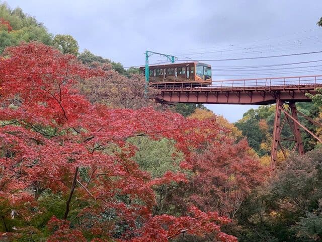 Autumn leaves at Iwashimizu Hachimangu Shrine