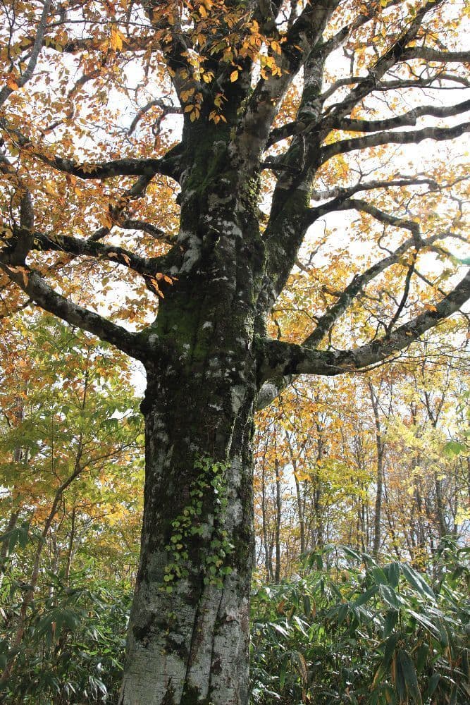 Autumn leaves of Mt. Hyonosen
