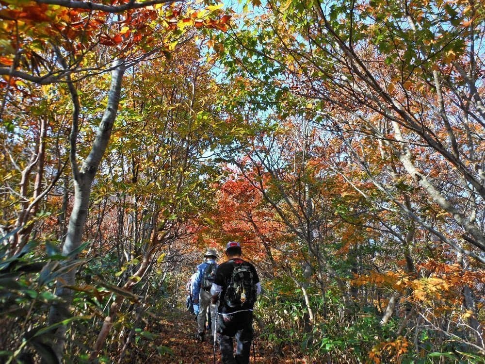Autumn leaves in Mt. Mangi