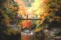 Autumn leaves in the Odamiyama Valley