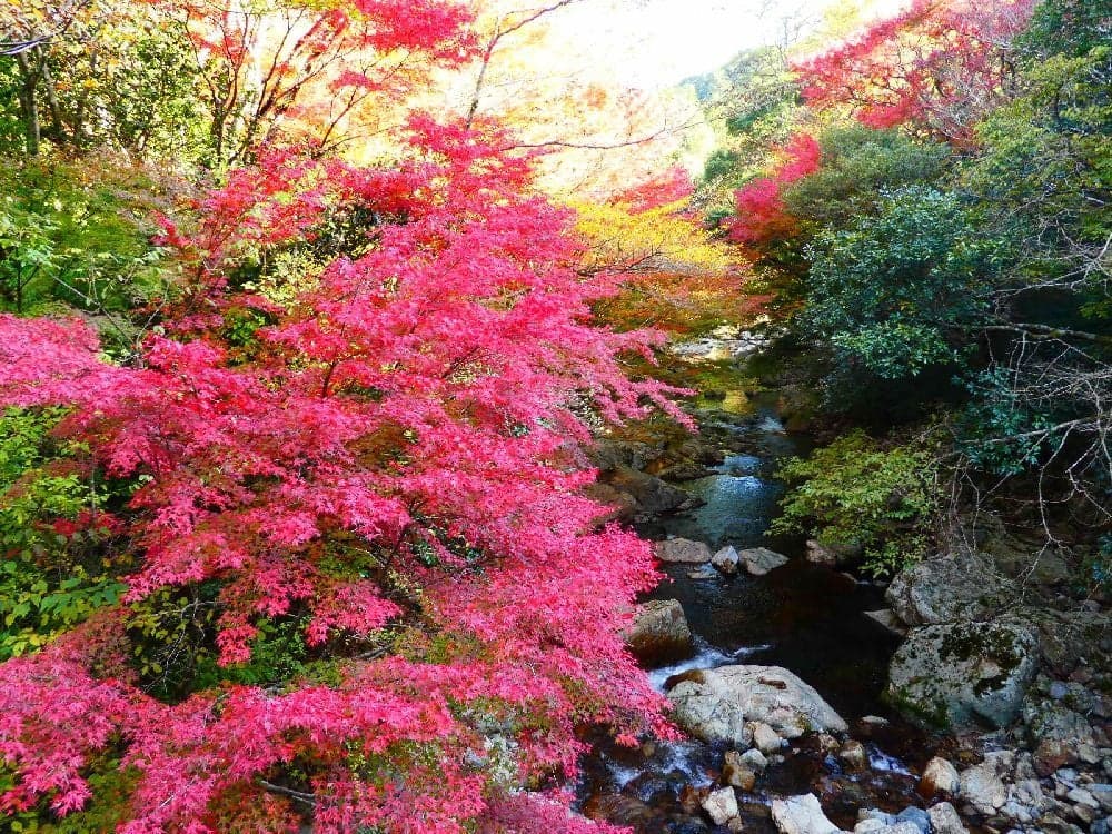 黒尊渓谷の紅葉