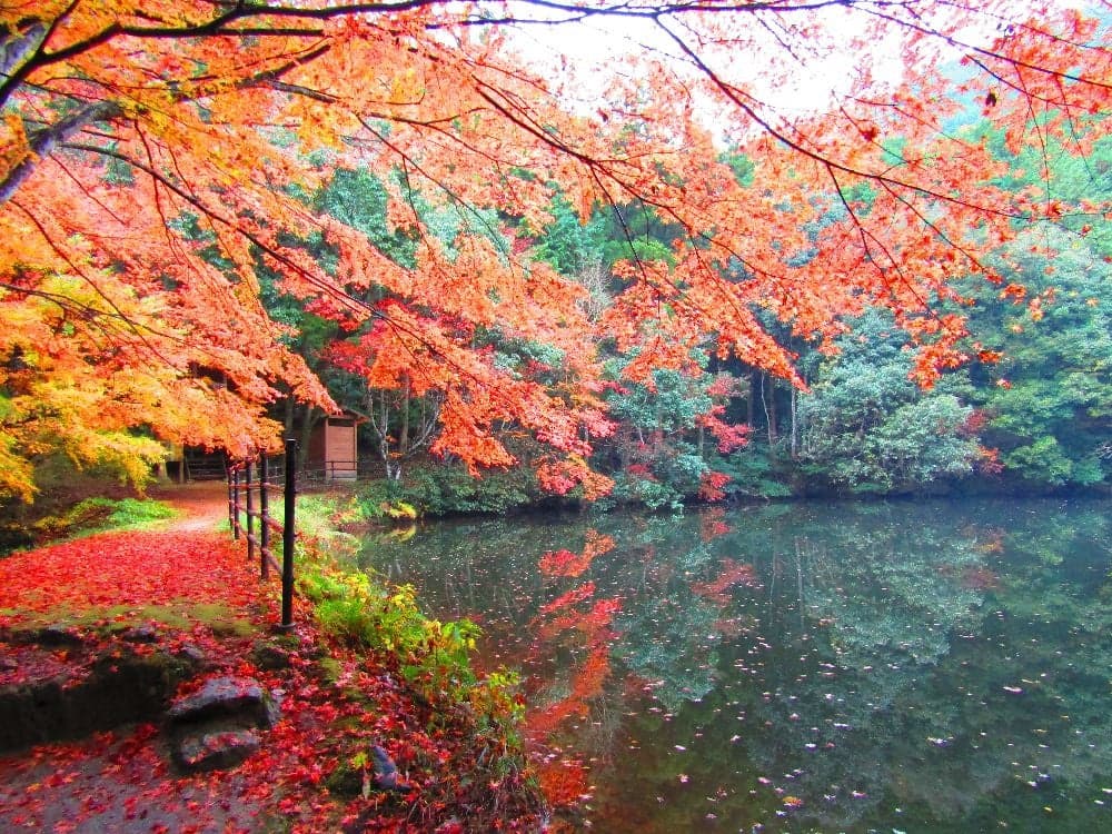 Autumn leaves in Hakubakei