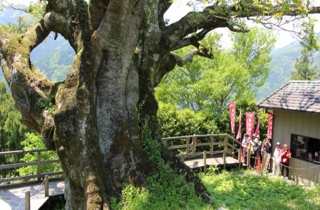 赤羽根大師のエノキ