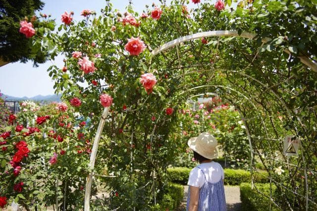 Rose arch