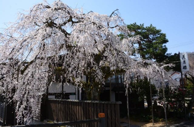 Weeping cherry tree (Kagetsuro)