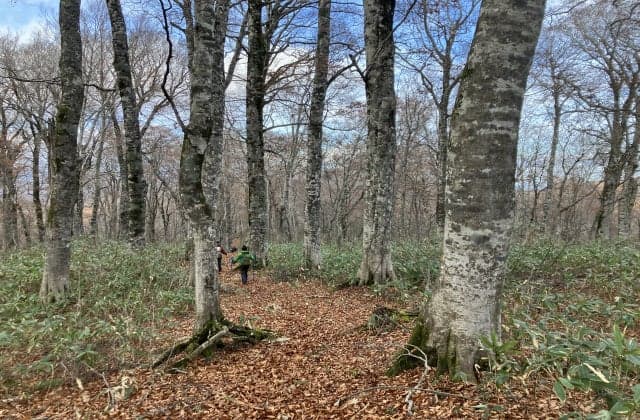 Primeval beech forest on Mount Funagata