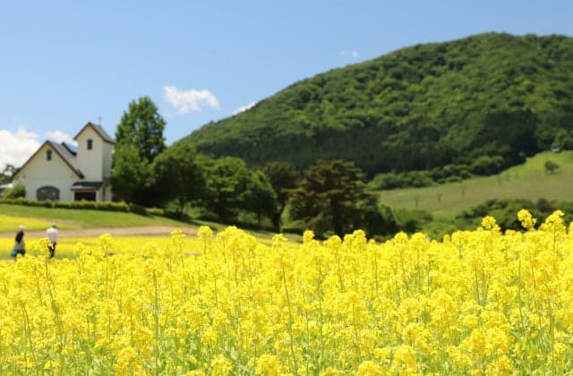A little garden rape blossoms and Mt. Yakurai