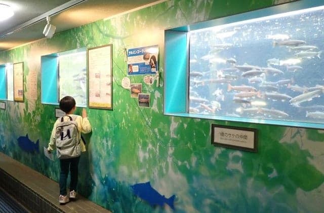 Underground Kansatsu Room