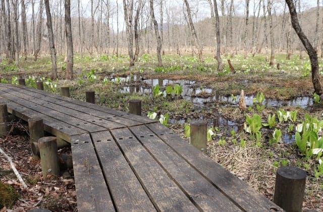 Arasawa Nature Museum Woodway